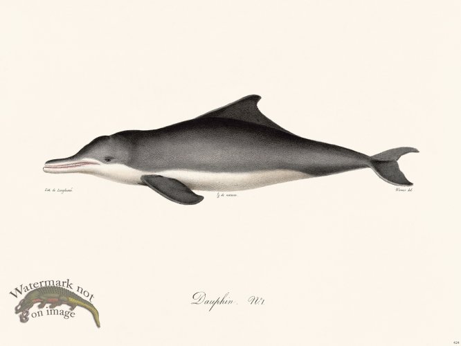 (image for) Cuvier 424 Dolphin N 1