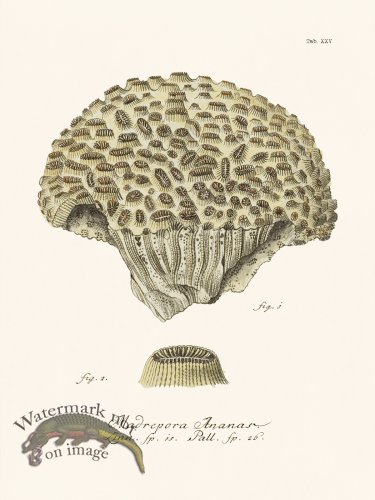 (image for) Esper Coral 025