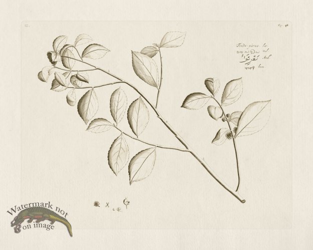 (image for) HORTUS VOL 01 48