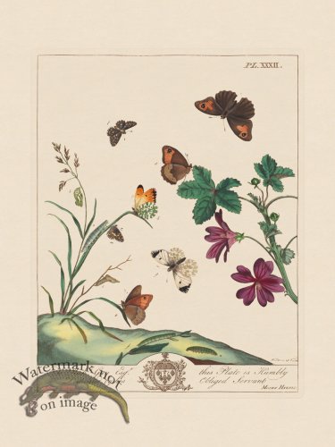 (image for) Moses Harris Insects 32