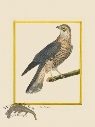 (image for) Martinet Bird 447
