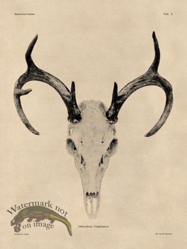(image for) Tan Bones 05 White Tail