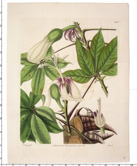 Curtis Botanical 085