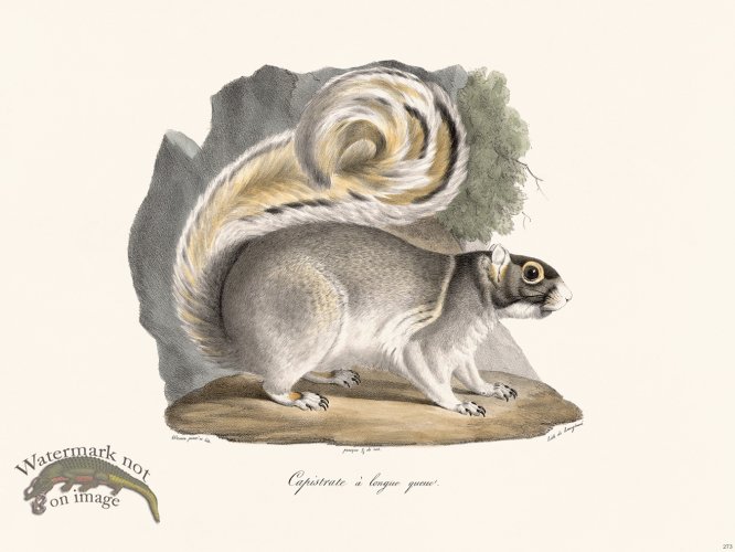 (image for) Cuvier 273 Capristrate