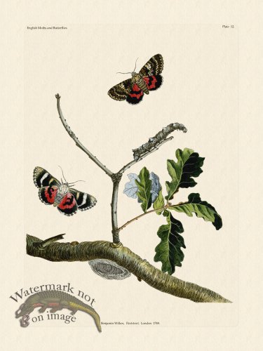 (image for) Wilkes Butterflies 012