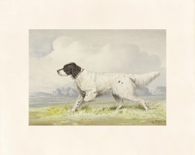 Pope Dog 01 English Setter