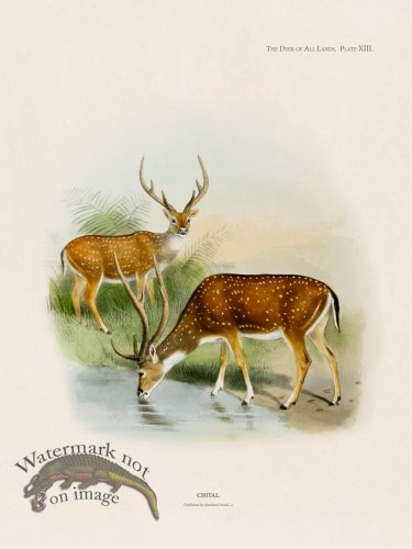 (image for) Lydekker Deer 13