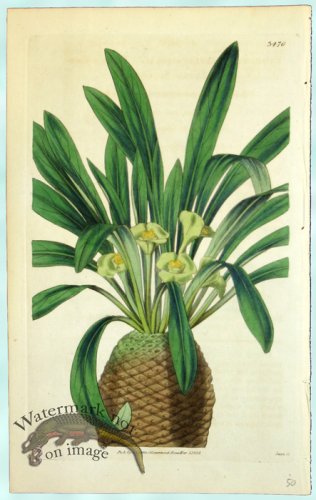 (image for) Curtis Palms 13