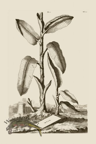 (image for) Abraham Munting 004