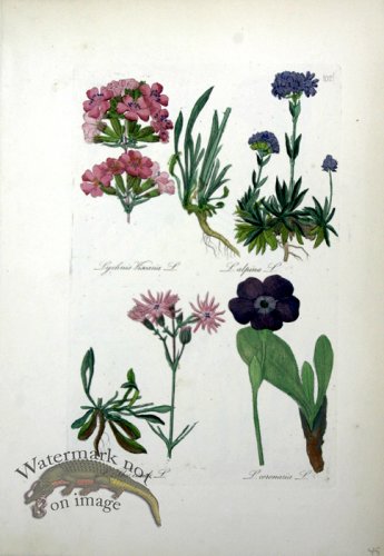 (image for) Deutschlands Flora 22