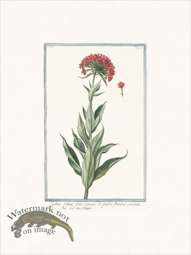 (image for) Bonelli 532 Scarlet Lychnis
