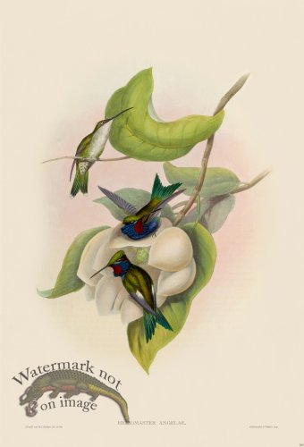 (image for) Gould Hummingbird 263