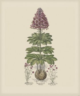 Besler 182 Colored B2