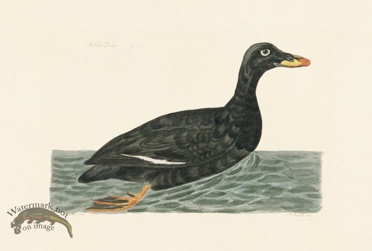 (image for) Pennant Zoology 033