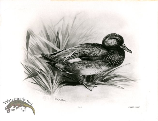 (image for) Bird 19 GADWALL