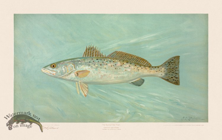 (image for) Spotted Sea Trout