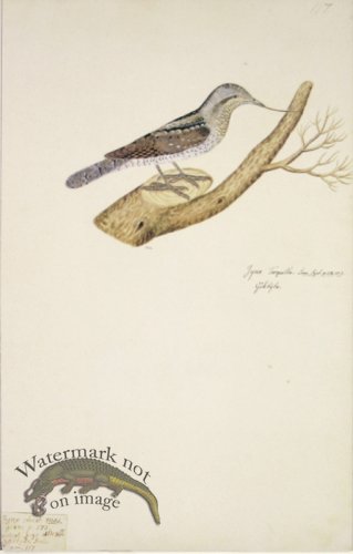 (image for) 117 Swedish Birds . Jynx Torquilla, Eurasian Wryneck.Woodpecker