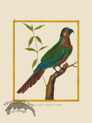 (image for) Martinet Bird 144