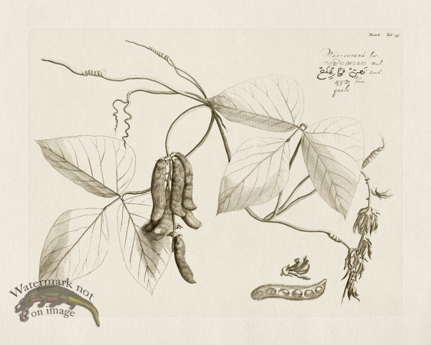 (image for) HORTUS VOl 08 35