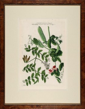 Weinmann Burl with Gold DM 03