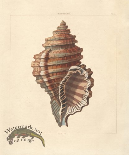 (image for) SingleShell 02