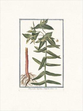 Bonelli 021 Tithymalus latifolius