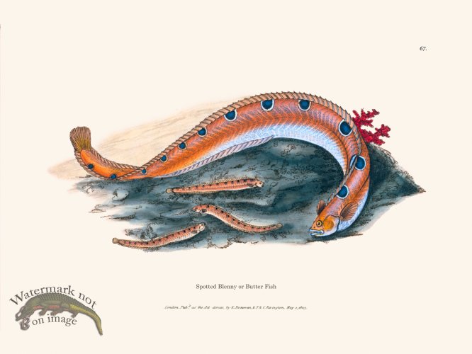 (image for) 067 Spotted Blenny Butter Fish
