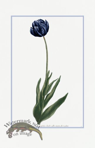 (image for) Blue Weinmann S 06