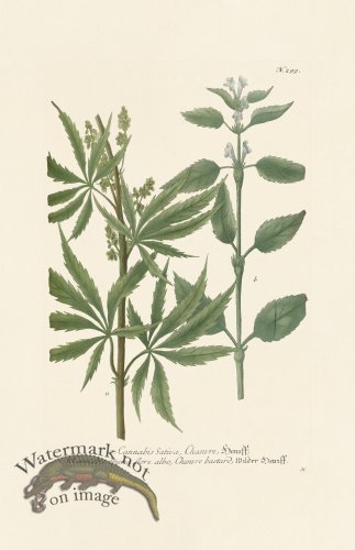 (image for) Weinmann PL 299