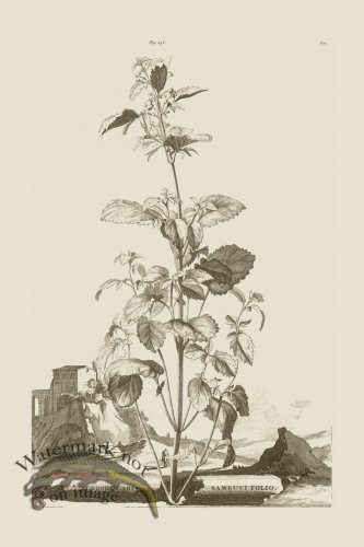 (image for) Abraham Munting 238