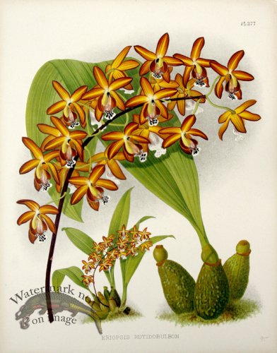 (image for) Linden Orchids 07