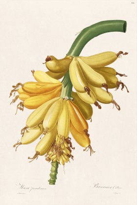 Les Liliacees Redoute 444