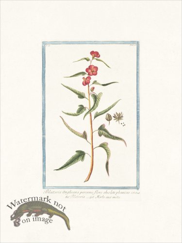 (image for) Bonelli 155 Moth mullein