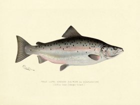 Salmon - Male Land Locked