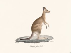 Cuvier 313 Female Giant Kanguroo