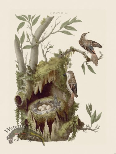 (image for) Nozeman Bird 168