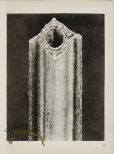 (image for) Blossfeldt T 066