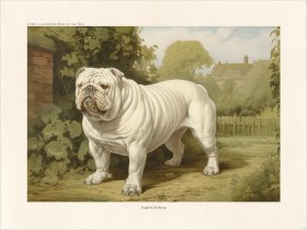 CFA Dog English Bulldog 01