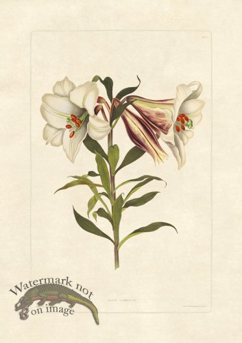 (image for) Edward bury 2