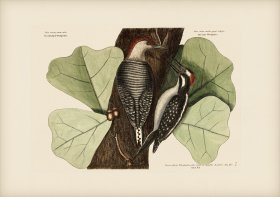 019 Red Bellied Woodpecker