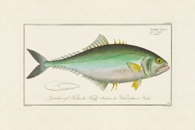 BLOCH FISH 335
