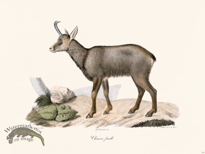 (image for) Cuvier 154 Female Chamois