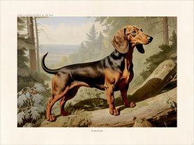 CFA Dog Dachshund 02