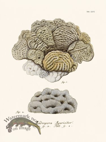 (image for) Esper Coral 026