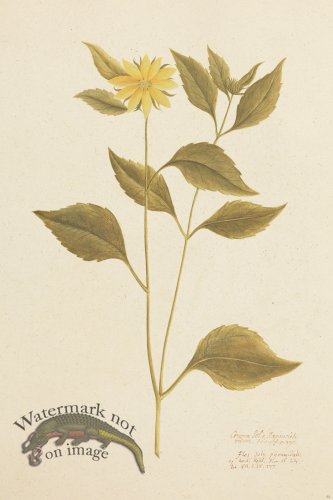 (image for) Blomboken 054