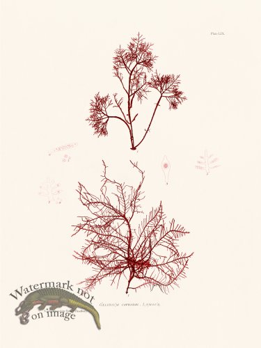 (image for) Bradbury Seaweed 059