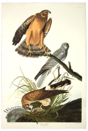 Marsh Hawk