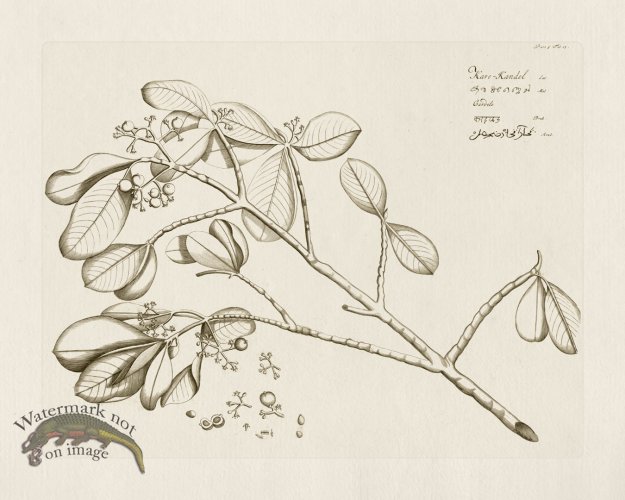 (image for) HORTUS VOl 05 13