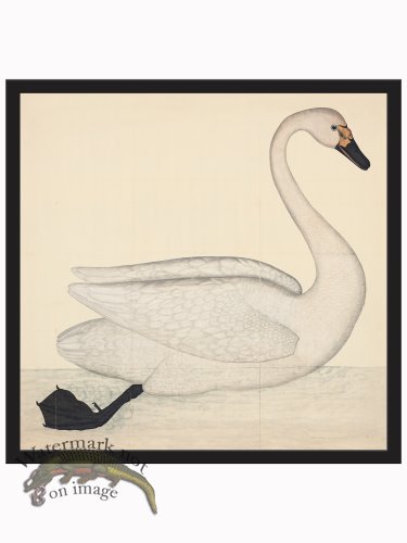 (image for) Rudbeck CFA_BF 01 Swan