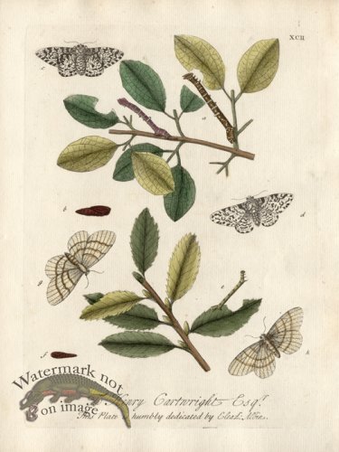 (image for) Albin Plate 92